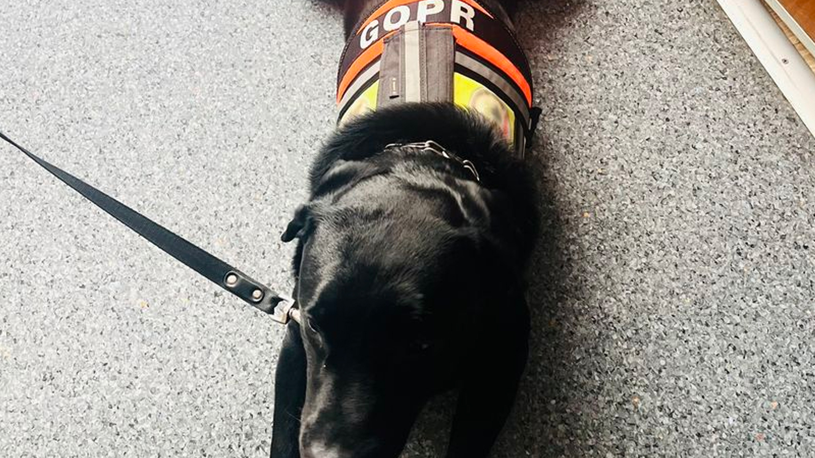 Psi bohater z wizytą w OSK Katowice!